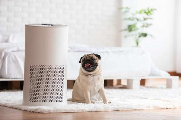 Understanding the Difference Between Air Purifier and Air Filter